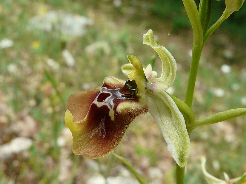 Ibrido: Ophrys fuciflora x O. lacaitae